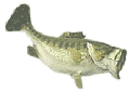 Largemouth Bass