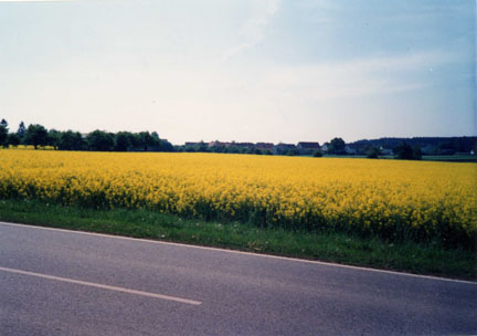 Safflower Field Just Outside of Burgsalach, Germany