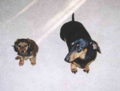 Macey & Rambo - Parents Richard & Mary Swift